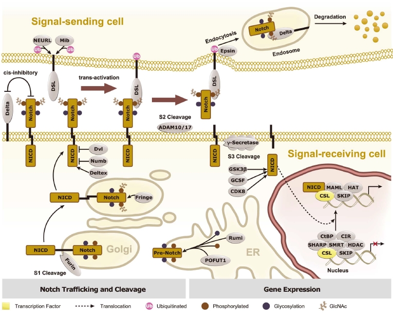 Focus On The Notch Signaling Pathway Tebubios Blog