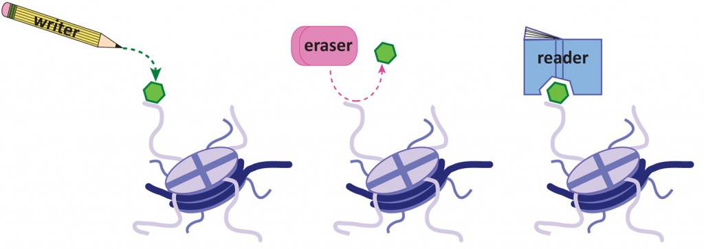 Writing - Erasing - Reading Epigenetics: Targeting Erasers in Drug ...