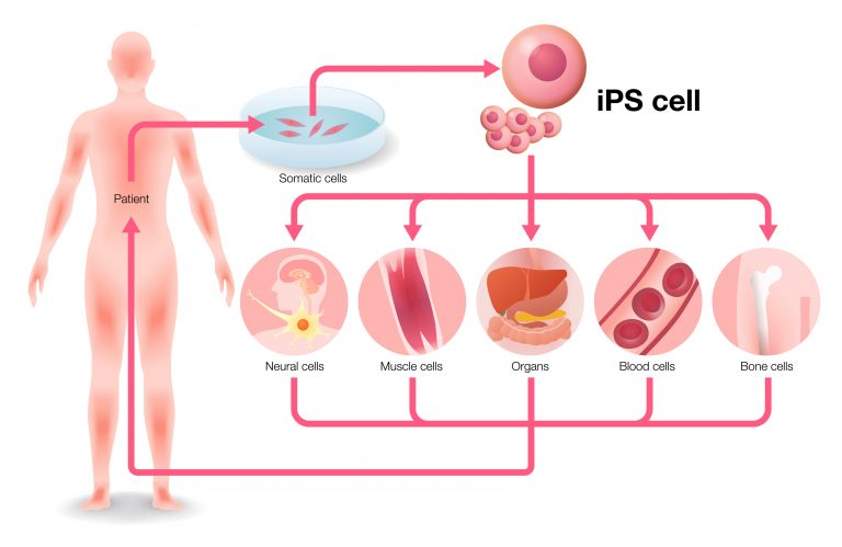 Induced pluripotent stem cells (iPSC) - tebu-bio