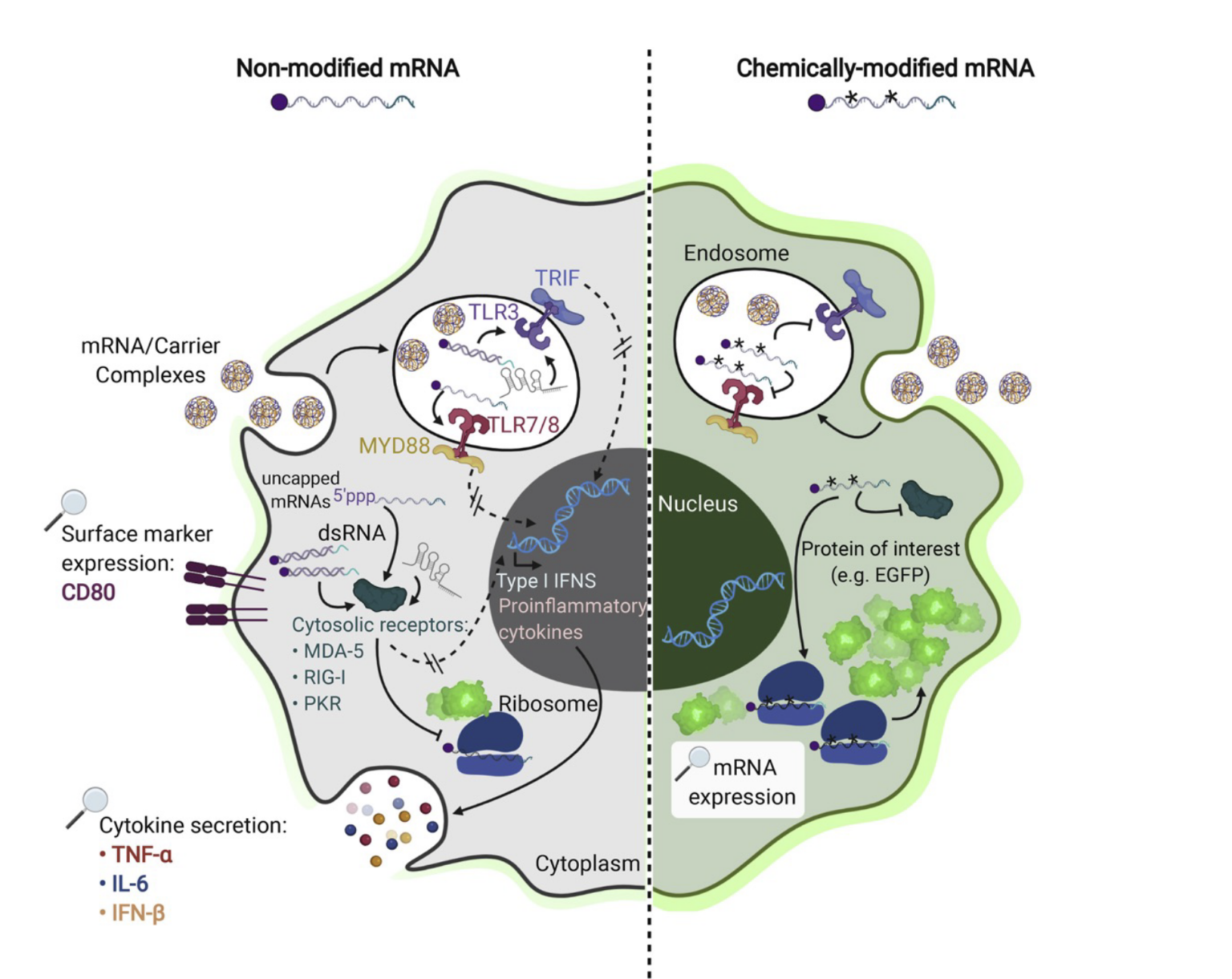 What is the future of mRNA based therapeutics, and their main ...