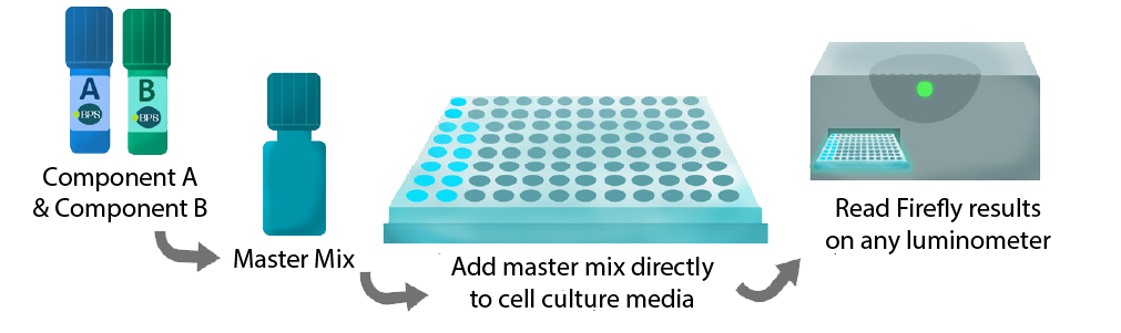 Firefly Luciferase Signal