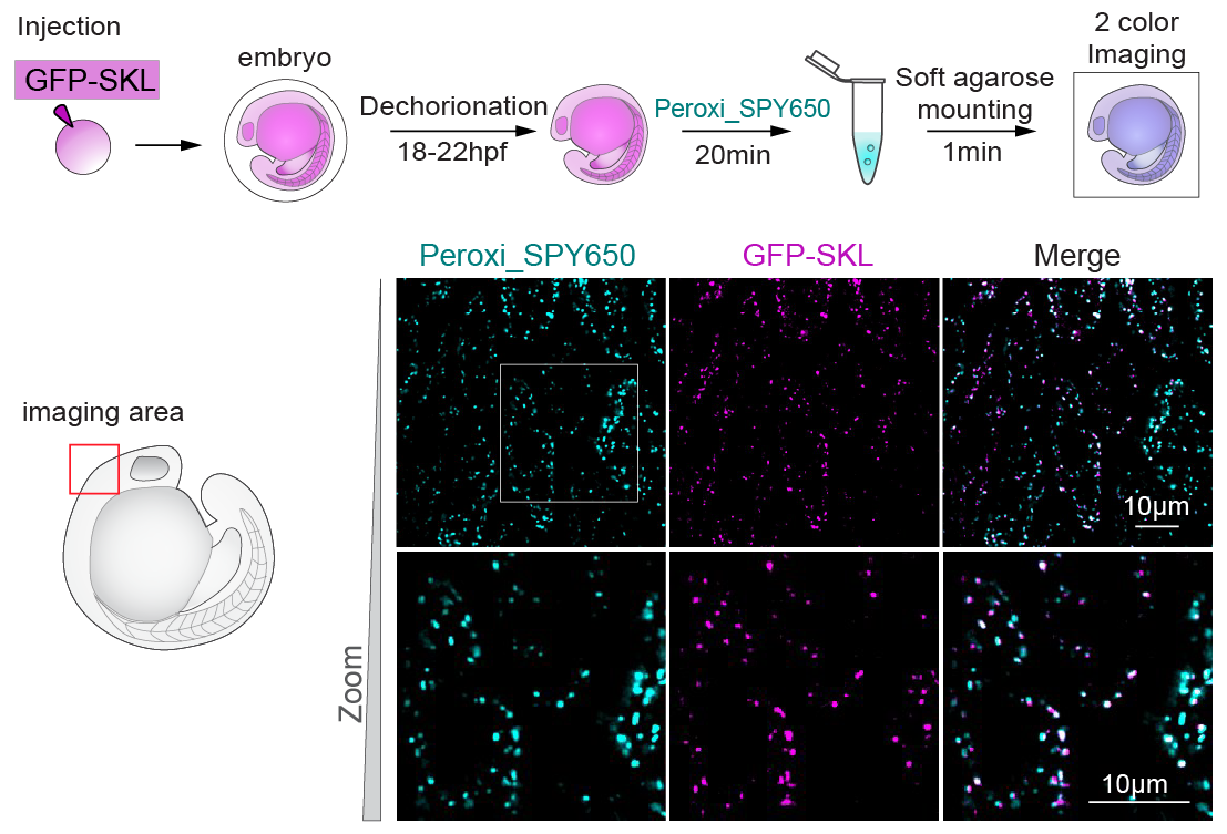 Peroxi SPY650 - Fish embryo