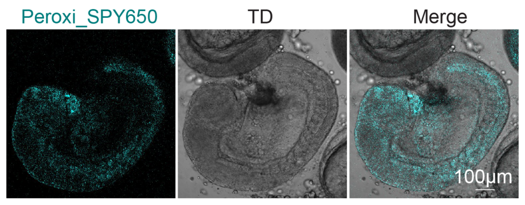 Peroxi_SPY650 - Whole fish embryo