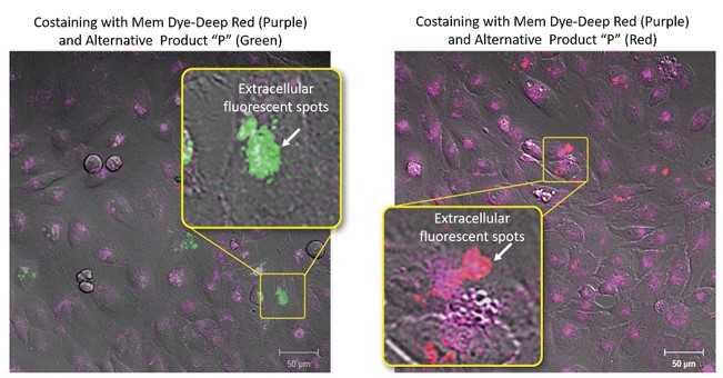 Costaining with Mem Dye-Deep Red and Alternative Product P