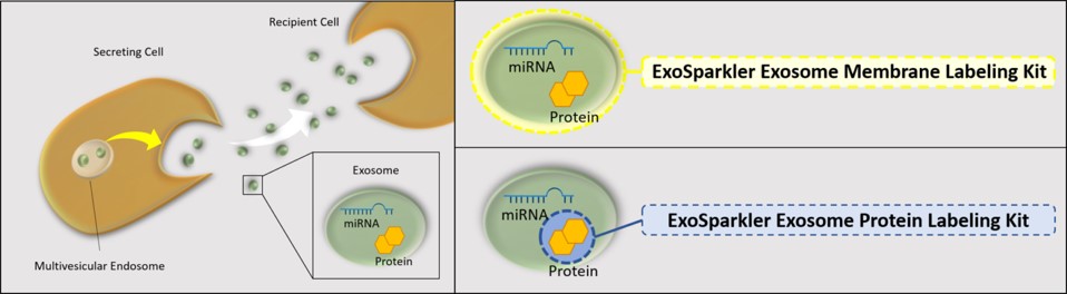 ExoSparkler Exosome Membrane and Protein Labeling Kits