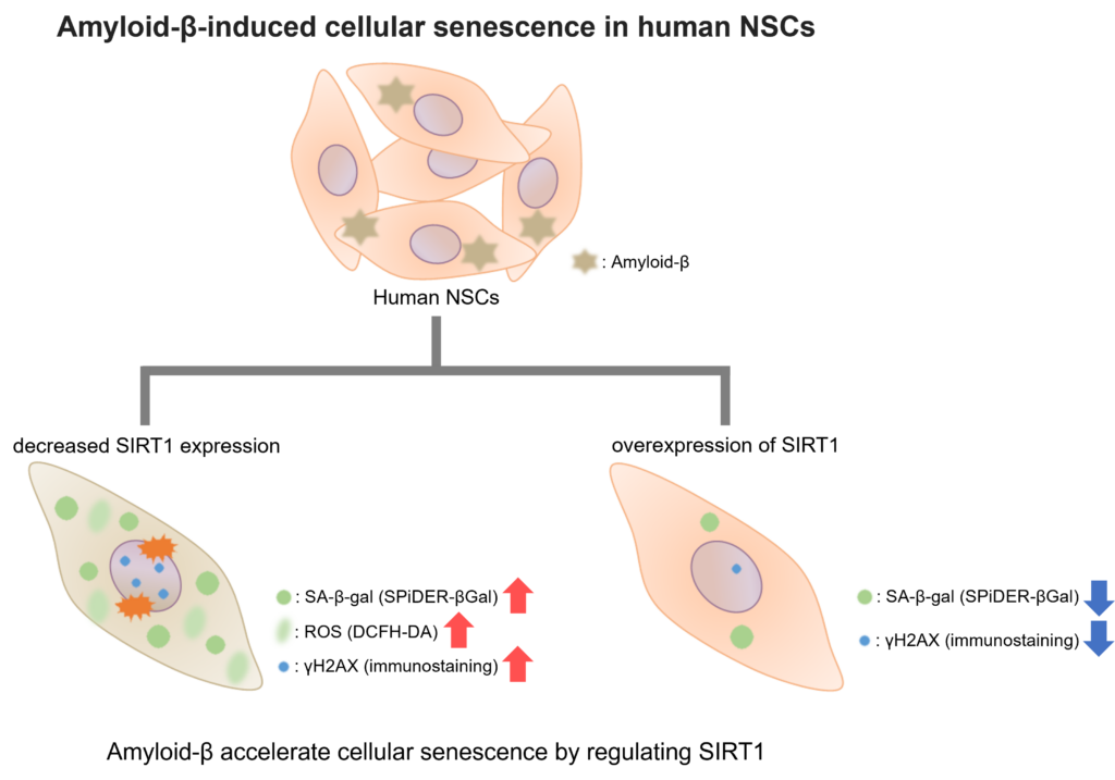 Blog article illustration DOJINDO - Amyloid B induced cellular senescence in human NSCs