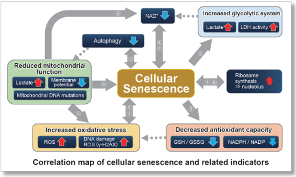 Highlight illustration DOJINDO - Correlation map of cellular senescence and related indicators