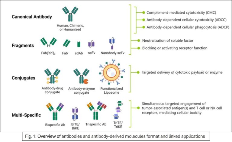 Engineered antibodies : Format and applications