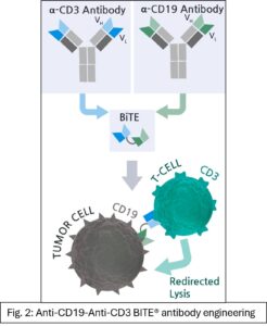 CD19-CD3 BITE Antibody engineering