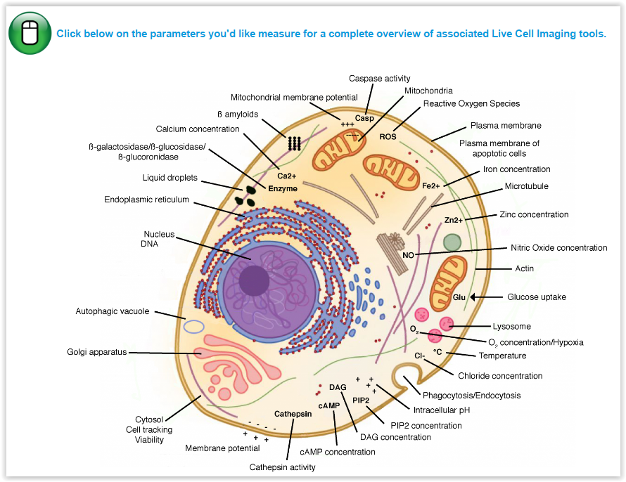 MitoPeDPP: a new mitochondrial fluorescent probe for live cell imaging ...