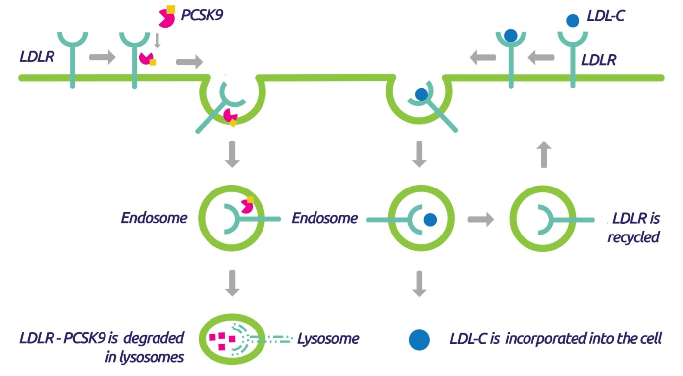 Повышенные уровень функция pcsk9. Блокатор pcsk9. Ген LDLR. Ингибиторы pcsk9. Pcsk9 препараты.