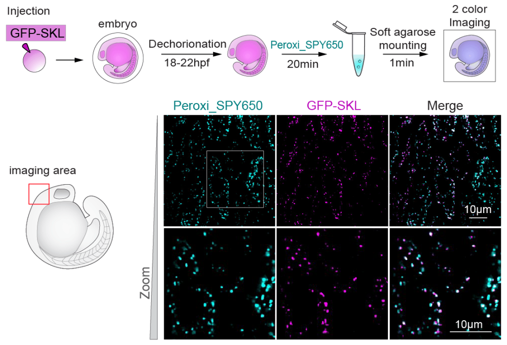 Peroxi SPY650 Fish embryo