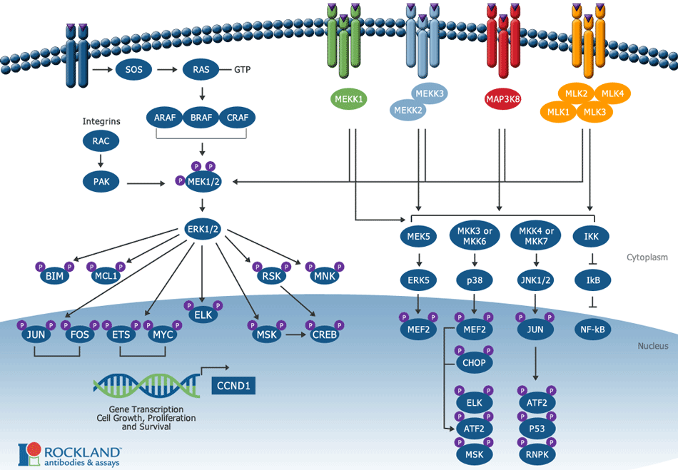 Cell Signalling: Ras-Raf-MEK-ERK pathway research tools - Tebubio