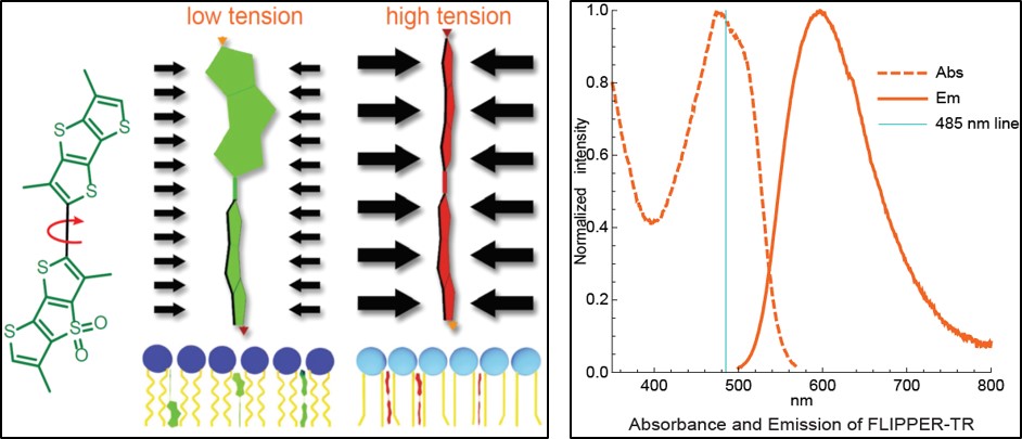 FLIPPER-TR Principle and wavelengths