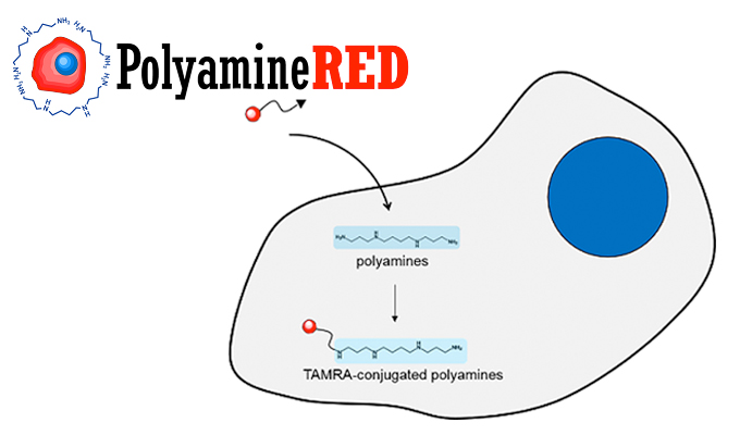 Discover the world's first Intracellular Polyamine Imaging Reagent