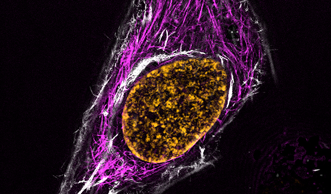 New cutting-edge SPY labelling probes