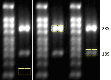 ImageJ quantification of 28S:18S ratio.