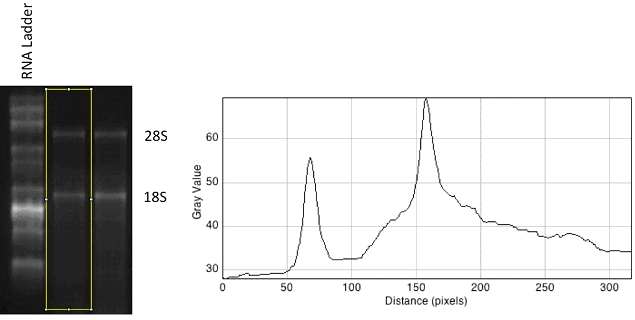 ImageJ Profile Plot assessing RNA quality.