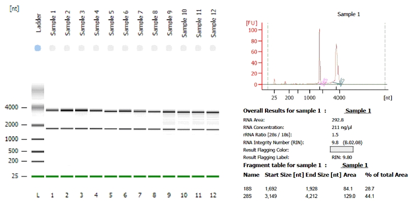 RNA sample on Agilent Bioanalyzer - both the 28S:18S ratio and the RNA Integrity Number (RIN) are analyzed.