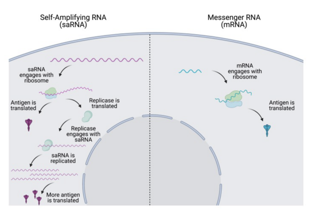 Figure 6 - the difference between mRNA and saRNA (Blakney ET AL; 2021 (13))