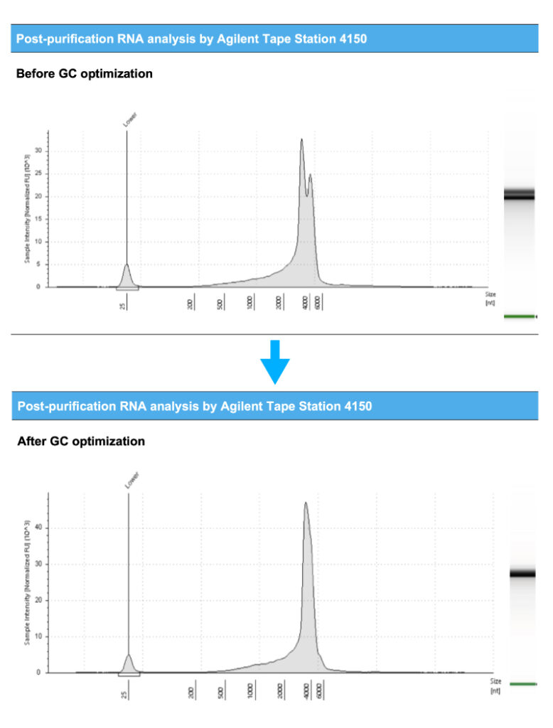 Post Purification RNA analysis by Agilent Tape Station 4150 - before and after GC optimization