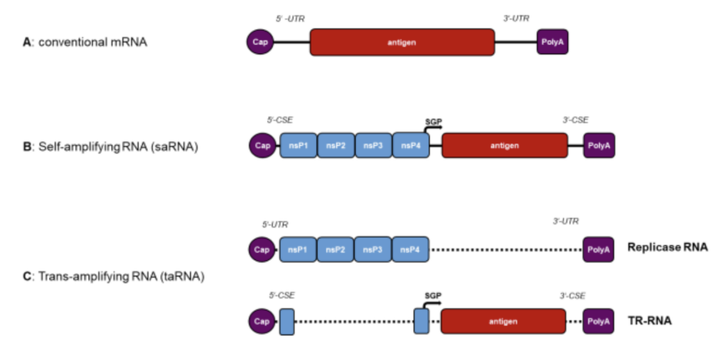 Different saRNA approaches vs conventional mRNA 