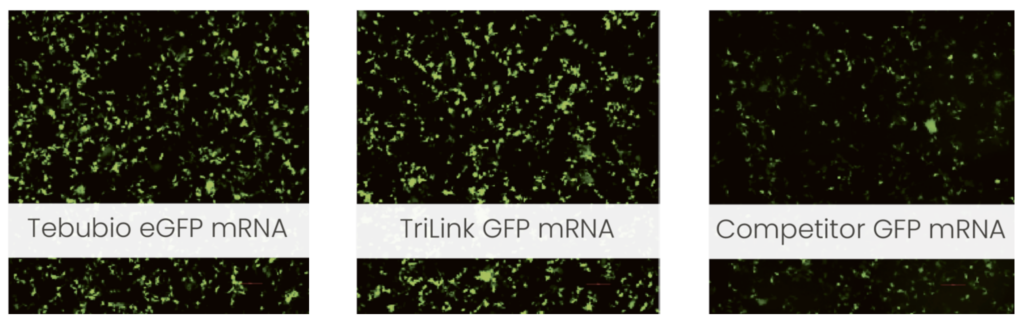 Tebubio, TriLink, and Competitor GFP mRNA