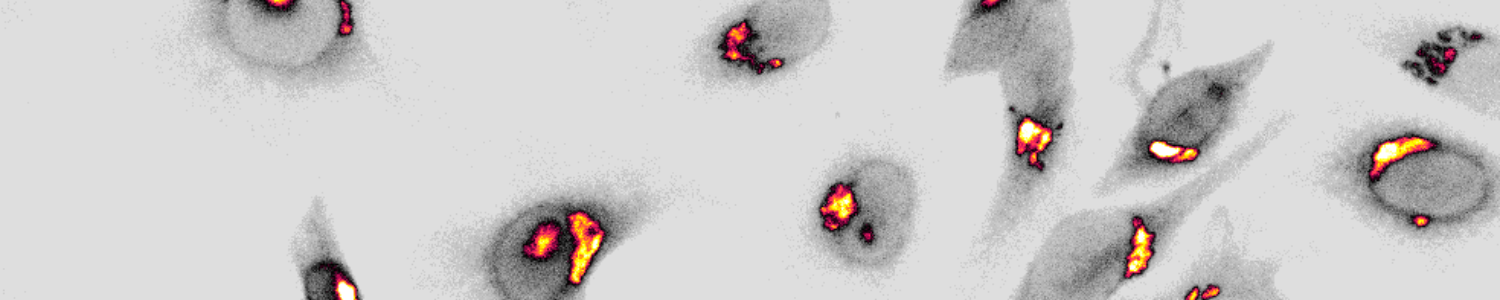 Discover Spirochrome’s Latest Fluorescent Probes: Transform Your Cell Imaging